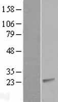 ls010518 cib2 human over expression lysates nm 006383 wb testing 1