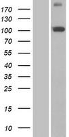 PITRM1 Human Over-expression Lysates NM_014889