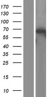 ls010533 atg7 human over expression lysates nm 001144912 wb testing 2