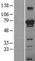 ls010533 atg7 human over expression lysates nm 006395 wb testing 1
