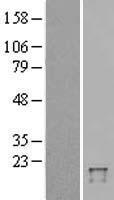 ls010537 ubiquitin d ubd human over expression lysates nm 006398 wb testing 1