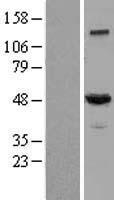 ls010540 dynamitin dctn2 human over expression lysates nm 006400 wb testing 1