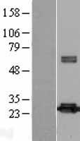 Peroxiredoxin 4 (PRDX4) Human Over-expression Lysates NM_006406