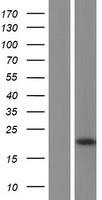 SPTLC1 Human Over-expression Lysates NM_178324