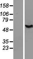IFI44 Human Over-expression Lysates NM_006417