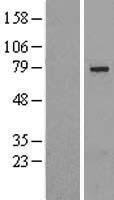 SLU7 Human Over-expression Lysates NM_006425