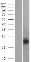 NPC2 Human Over-expression Lysates NM_006432