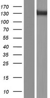 ls010580 sorbs1 human over expression lysates nm 001034955 wb testing 1