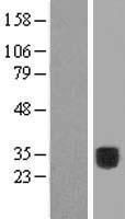 ls010584 colec10 human over expression lysates nm 006438 wb testing 1