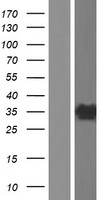 ls010590 scgn human over expression lysates nm 006998 wb testing 1