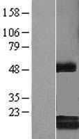 ls010591 rcl dnph1 human over expression lysates nm 006443 wb testing 1
