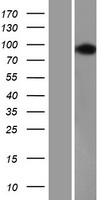 USP16 Human Over-expression Lysates NM_006447