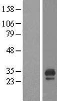 CDC42EP3 Human Over-expression Lysates NM_006449