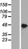 ls010605 paip1 human over expression lysates nm 182789 wb testing 1