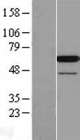 ls010605 paip1 human over expression lysates nm 183323 wb testing 2