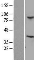 ls010607 tbl3 human over expression lysates nm 006453 wb testing 1