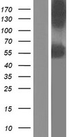 ls010609 sc65 p3h4 human over expression lysates nm 006455 wb testing 1