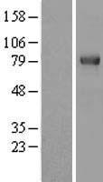 RNF22 (TRIM3) Human Over-expression Lysates NM_006458