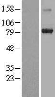 RNF22 (TRIM3) Human Over-expression Lysates NM_033278