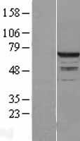 RPC62 (POLR3C) Human Over-expression Lysates NM_006468