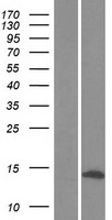 ls010632 atp5l human over expression lysates nm 006476 wb testing 1