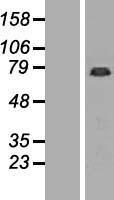 GAS2L1 Human Over-expression Lysates NM_006478