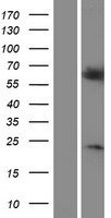 RGS14 Human Over-expression Lysates NM_006480