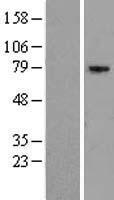 EXOC5 Human Over-expression Lysates NM_006544