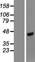 NPR2L (NPRL2) Human Over-expression Lysates NM_006545
