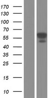 ls010645 camkk2 human over expression lysates nm 153500 wb testing 2