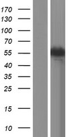 ls010645 camkk2 human over expression lysates nm 172216 wb testing 5