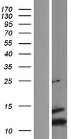 Lipophilin B (SCGB1D2) Human Over-expression Lysates NM_006551