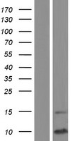 SCGB1D1 Human Over-expression Lysates NM_006552