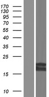 ls010650 prelid3a human over expression lysates nm 001142406 wb testing 3