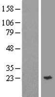 YKT6 Human Over-expression Lysates NM_006555