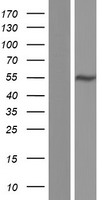 CUG BP1 (CELF1) Human Over-expression Lysates NM_001172639