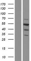 CUG BP1 (CELF1) Human Over-expression Lysates NM_001172640