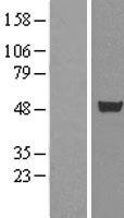 ls010658 cug bp1 celf1 human over expression lysates nm 006560 wb testing 1