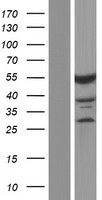 CELF2 Human Over-expression Lysates NM_001025077