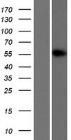 CELF2 Human Over-expression Lysates NM_006561
