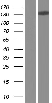 CTCF Human Over-expression Lysates NM_006565