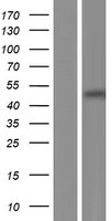 GNB5 Human Over-expression Lysates NM_016194