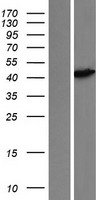 MA2 (PNMA2) Human Over-expression Lysates NM_007257