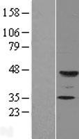 ls010690 fuc tix fut9 human over expression lysates nm 006581 wb testing 1