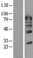 GMEB1 Human Over-expression Lysates NM_024482
