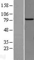 AP4B1 Human Over-expression Lysates NM_006594