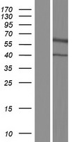 ls010718 nrg3 human over expression lysates nm 001165973 wb testing 1