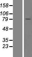 ATP dependent metalloprotease YME1L1 (YME1L1) Human Over-expression Lysates NM_139313