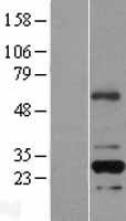 RFPL2 Human Over-expression Lysates NM_006605