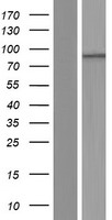 PHTF1 Human Over-expression Lysates NM_006608